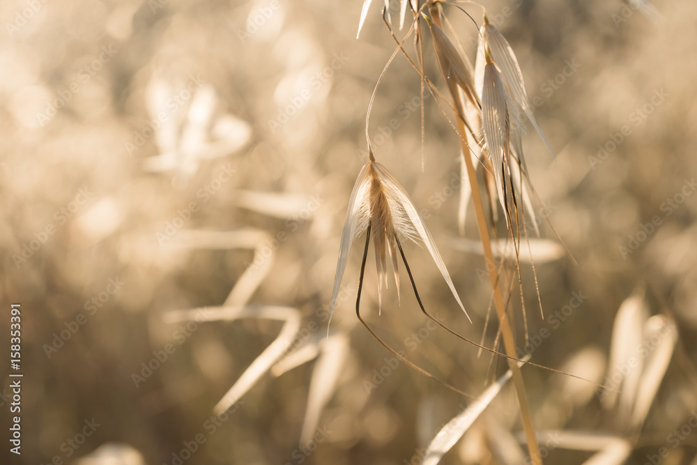 Tauber Hafer - Avena sterilis