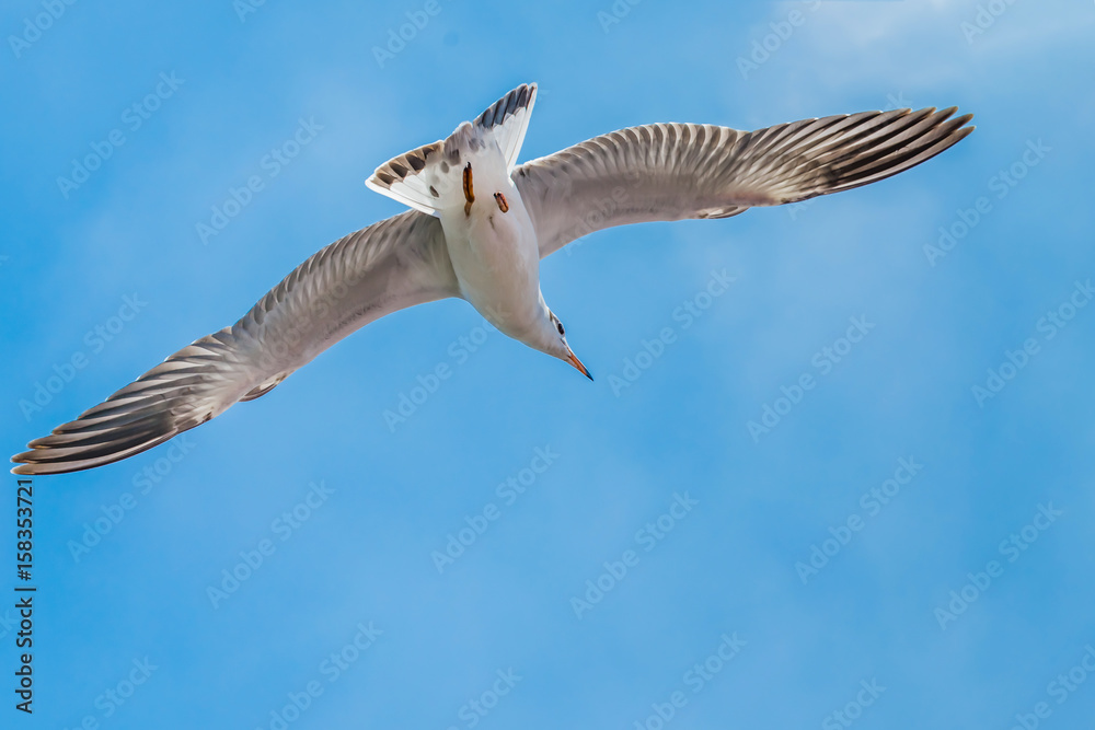 Obraz premium Seagull is flying