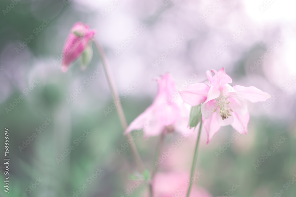 Pink aquilegia on a gentle background. Flowers on a beautiful background. Pink aquilegia on a gentle background. Flowers on a beautiful background.