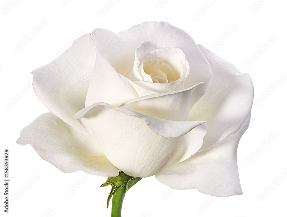 Naklejka premium biała róża na białym tle