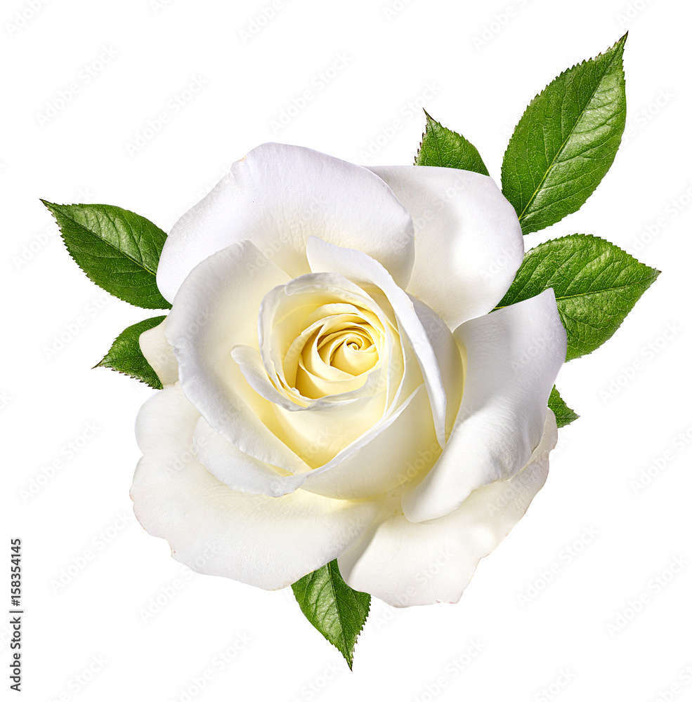 Fototapeta premium biała róża na białym tle