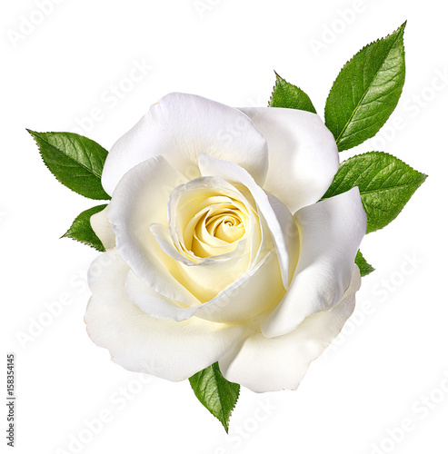 Obraz na płótnie white rose isolated on white