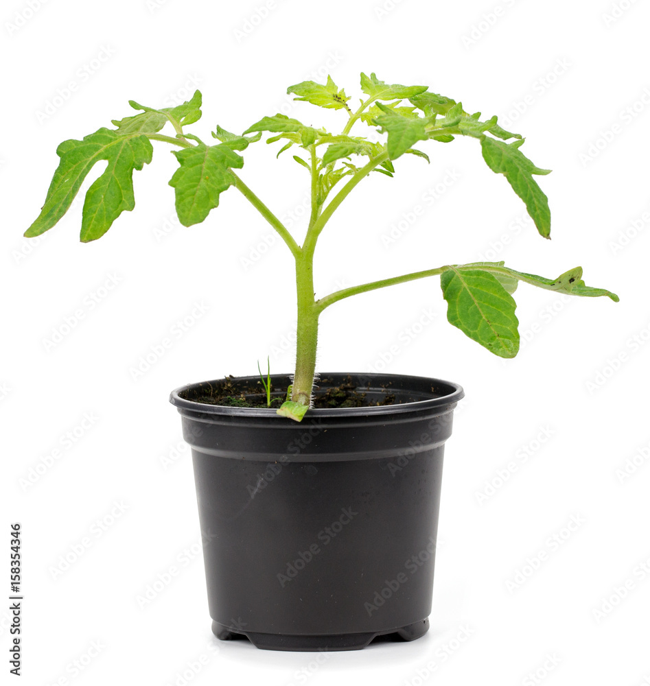 Bush of tomato on white background Bush of tomato on white background