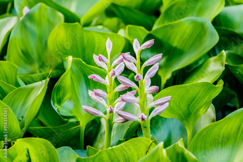 Beautiful Water Hyacinth flowers in pond
