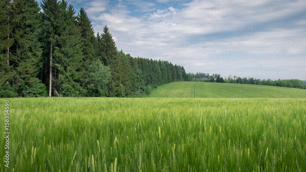 Naklejka premium aftig, grünes Kornfeld vor einem Wald