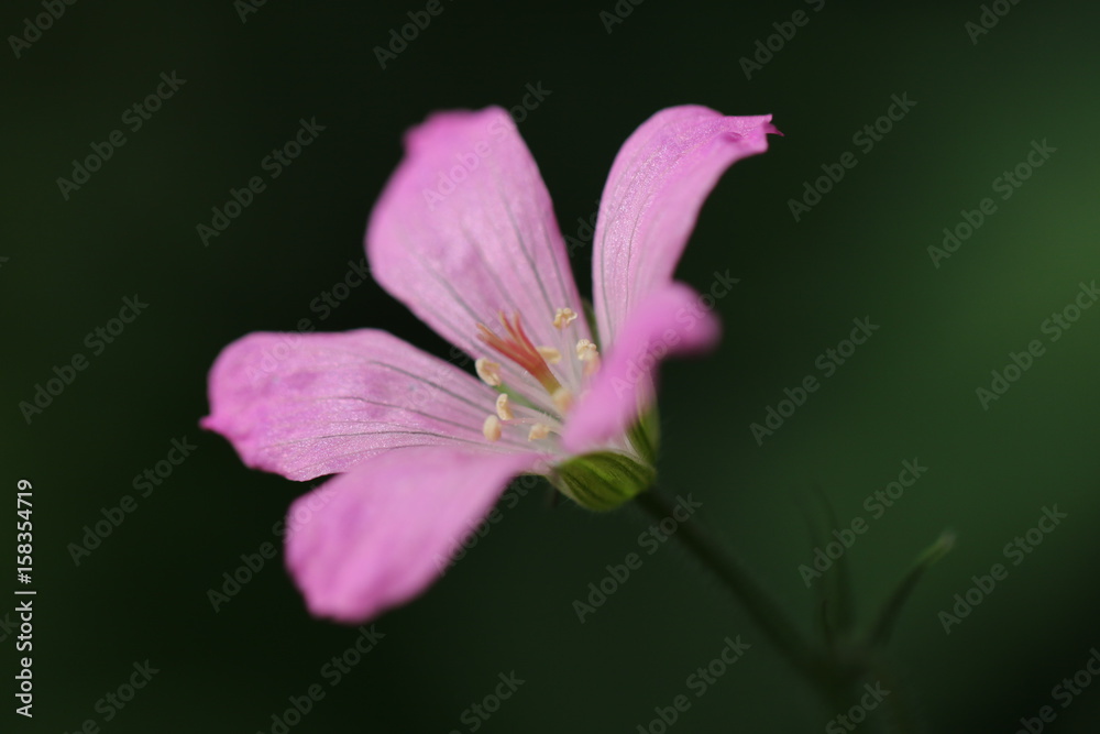 Fototapeta premium géranium des bois