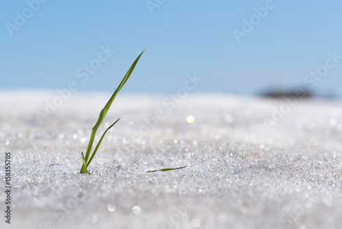 Grass Blade is growing through the snow in Spring under the sun light and blue sky