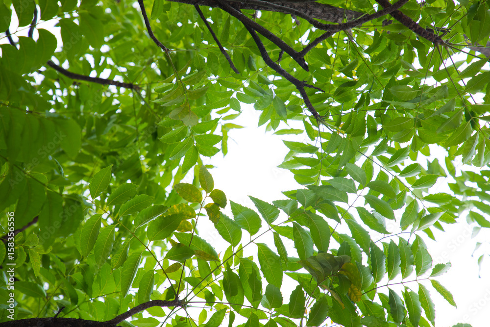 Fototapeta premium Green leaves isolated on white background