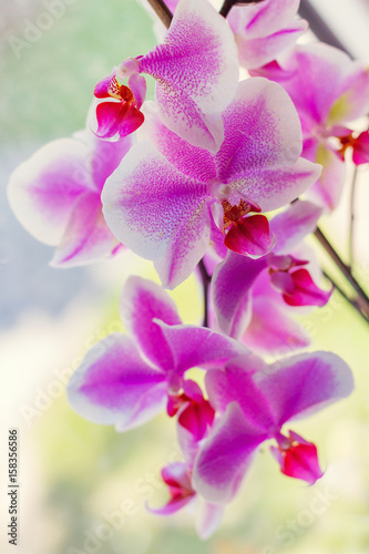 Abstract background with a blooming orchid. Shallow depth of field.