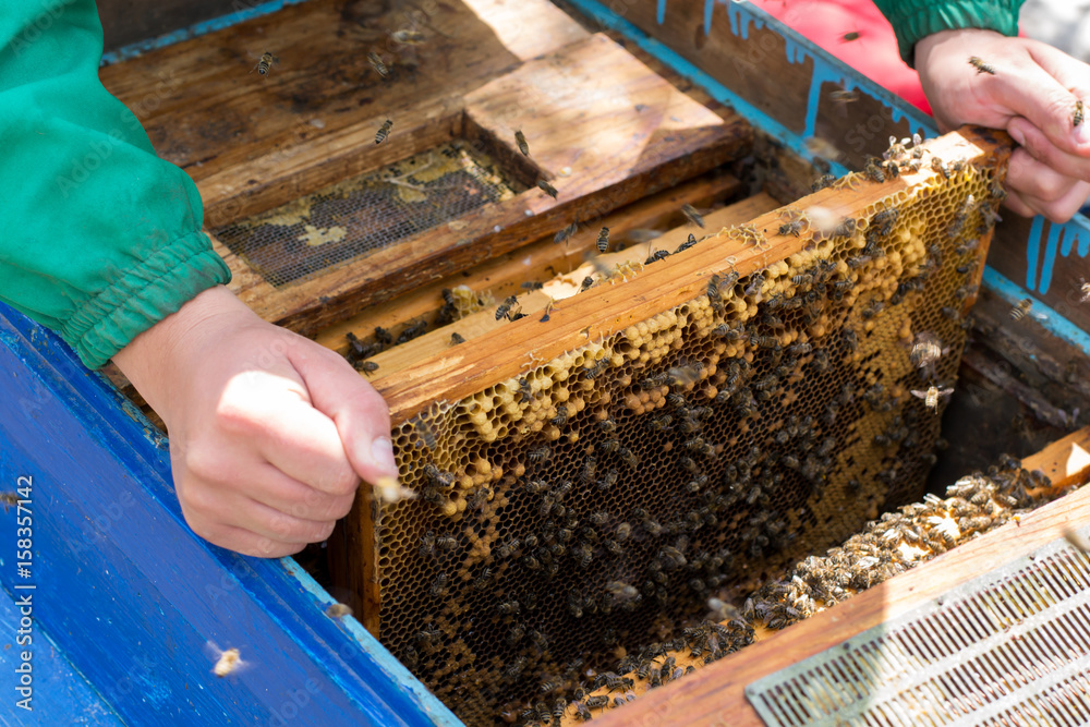 Beekeeper holding a frame of honeycomb with bees Beekeeper holding a frame of honeycomb with bees
