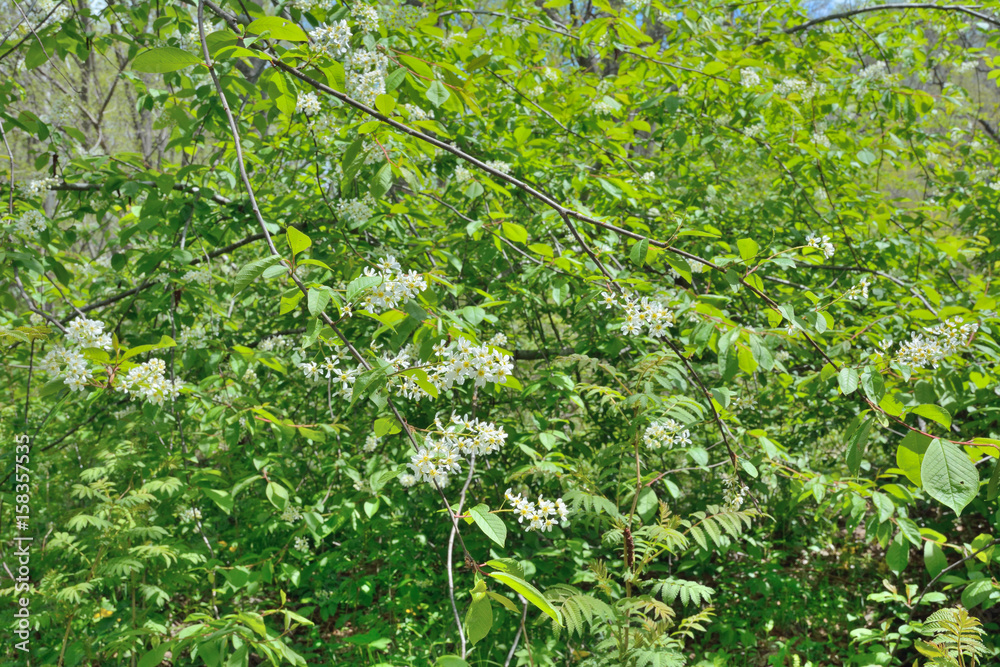 Blooming bird-cherry tree 3 Blooming bird-cherry tree 3
