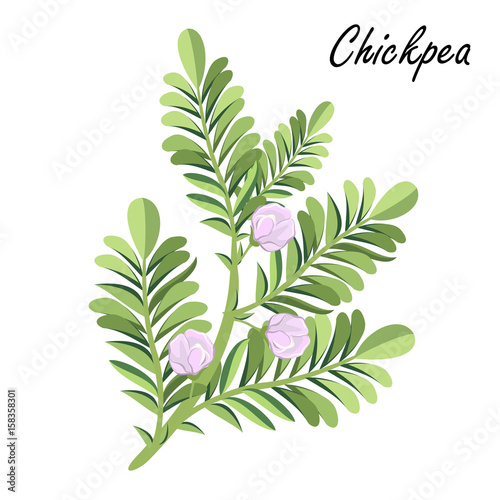 Chickpea  (Cicer arietinum, Bengal gram, garbanzo bean, chick pea, Egyptian pea, ceci, Kabuli chana). Hand drawn vector illustration of chickpea plant with flowers on white background.