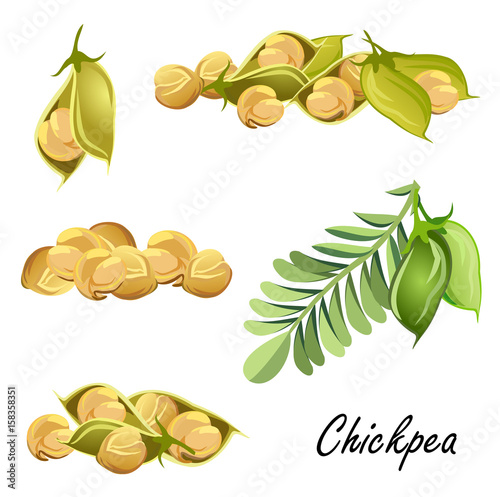 Chickpeas  (plant, pods, peas). Set of hand drawn vector sketches on white background.