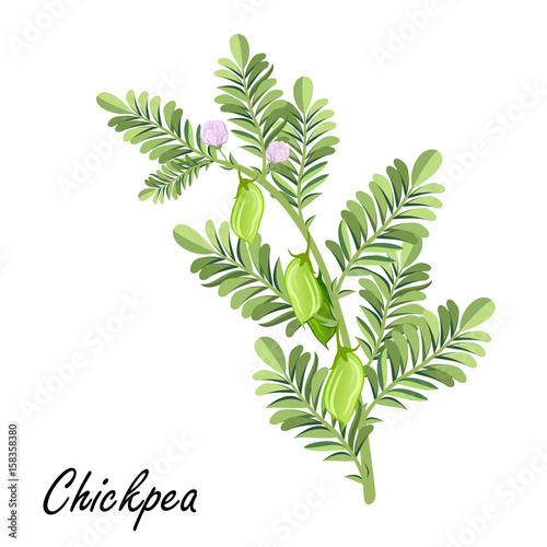 Chickpea  (Cicer arietinum, Bengal gram, garbanzo bean, chick pea, Egyptian pea, ceci, Kabuli chana). Hand drawn vector illustration of chickpea plant with flowers and bean pods on white background.
