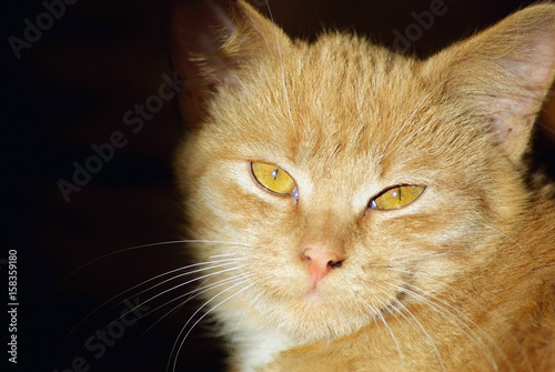 Close-up of ginger tabby cat looking at the camera.