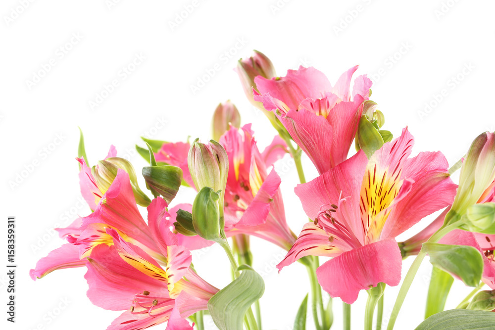 Pink alstroemeria flowers on a white background