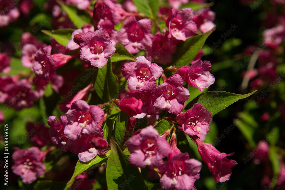 Sommerblumen im Freien