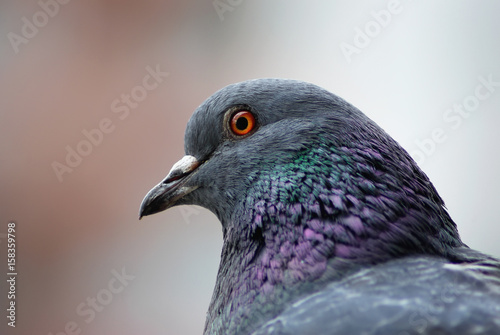 Urban dove close up. Close-up of a pigeon head. Selective focus.