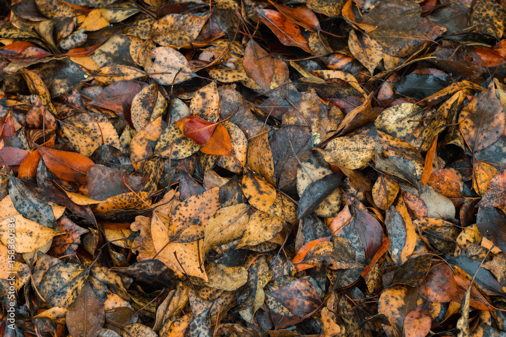 Autumn, fallen leaves after a rain.