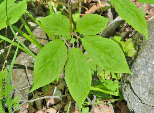Leaf of ginseng 5