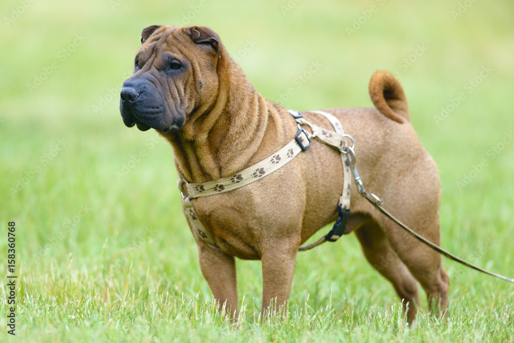 Obraz premium sharpei dog