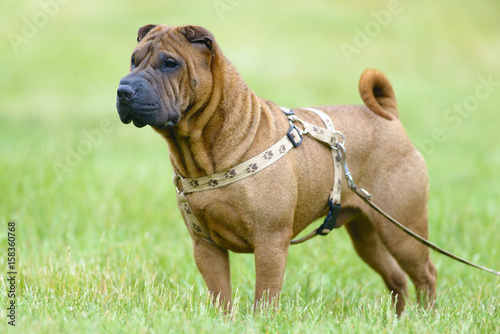 sharpei dog