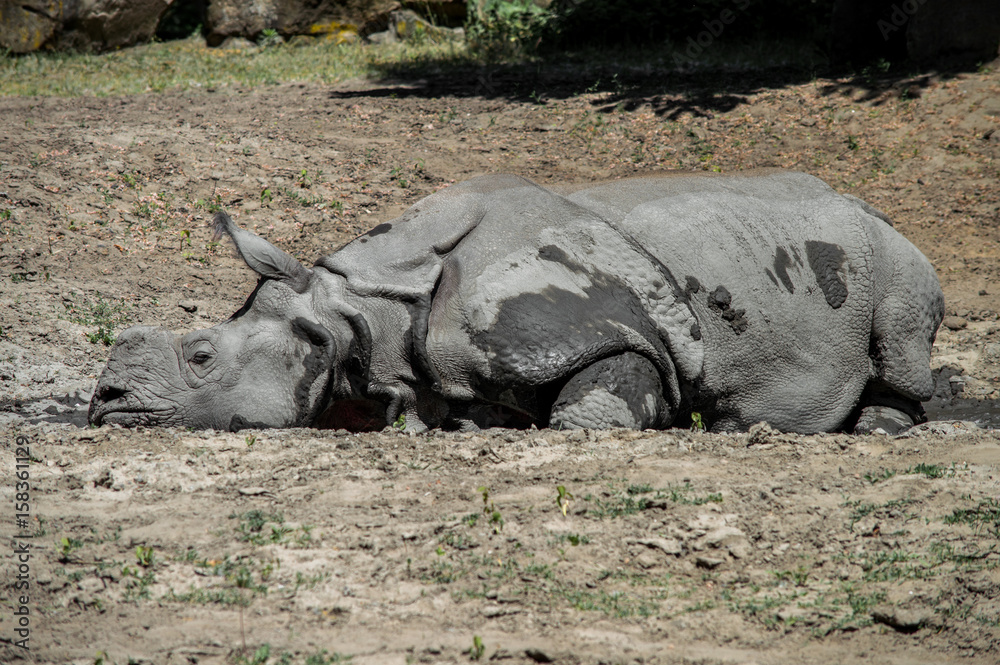 Obraz premium Rhino resting in a mud
