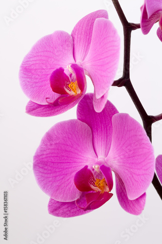 Pink orchid on the white background.