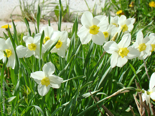 Flowers of narcissus