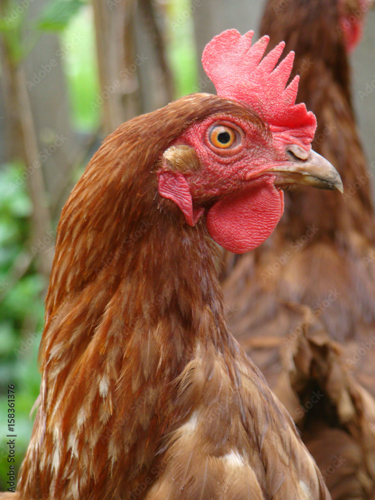 Red hen close up