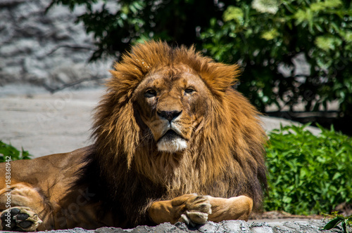 Fototapeta Naklejka Na Ścianę i Meble -  Male lion laying on a rock
