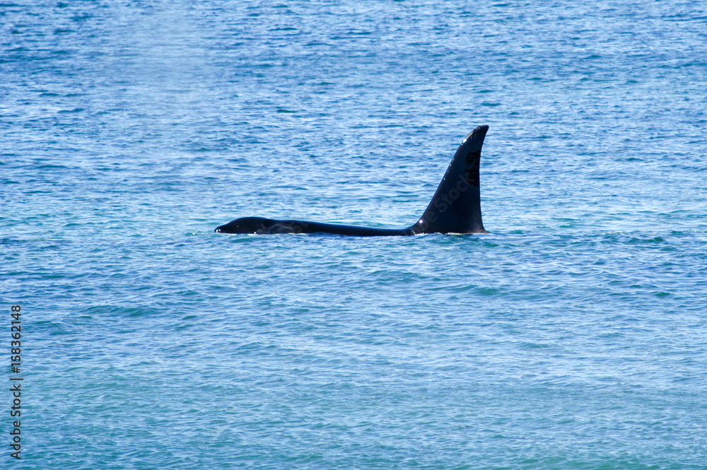 Fototapeta premium Orca vor Sealion Island, Insel der Falklands