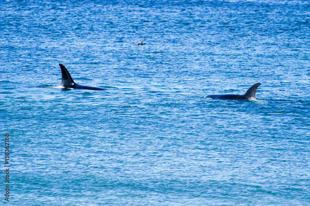 Fototapeta premium Orcas vor Sealion Island, Insel der Falklands