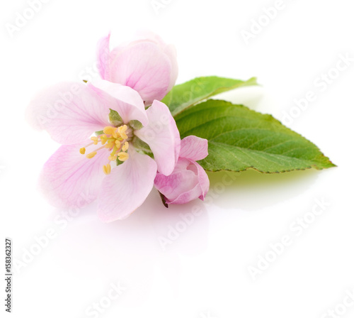 Apple flowers with leaves.