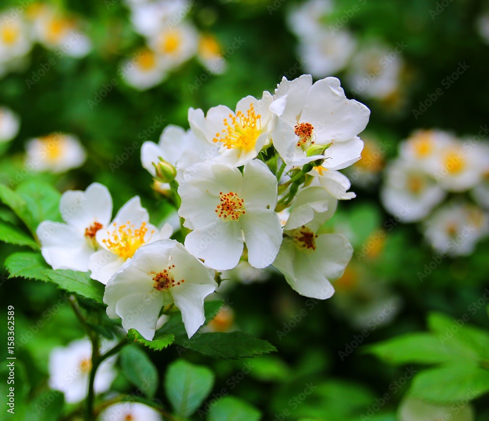 wilde heckenrose wilde heckenrose