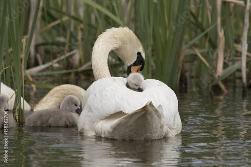 Fototapeta Naklejka Na Ścianę i Meble -  swan