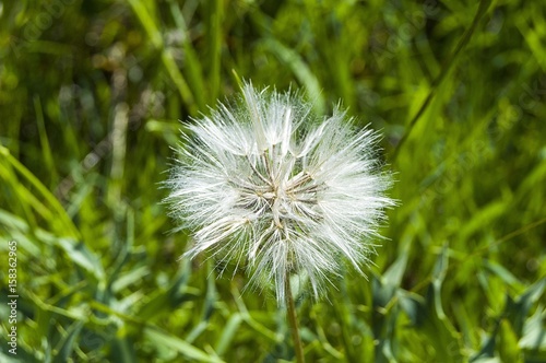 Devil feather  natural devil feather plant  devil feather pollen plant  