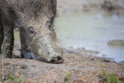 Sanglier dans sa bauge de boue photo