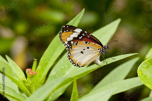 Female Plain Tiger (Danaus chrysippus) butterfly