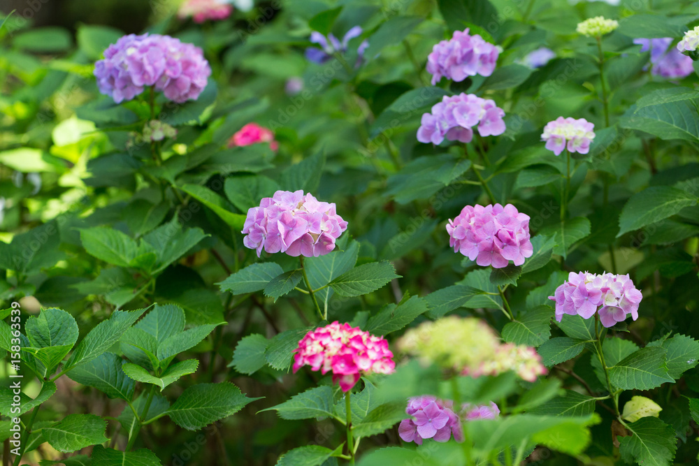 Multi colored hydrangeas in Japanese style garden
Multi colored hydrangeas in Japanese style garden