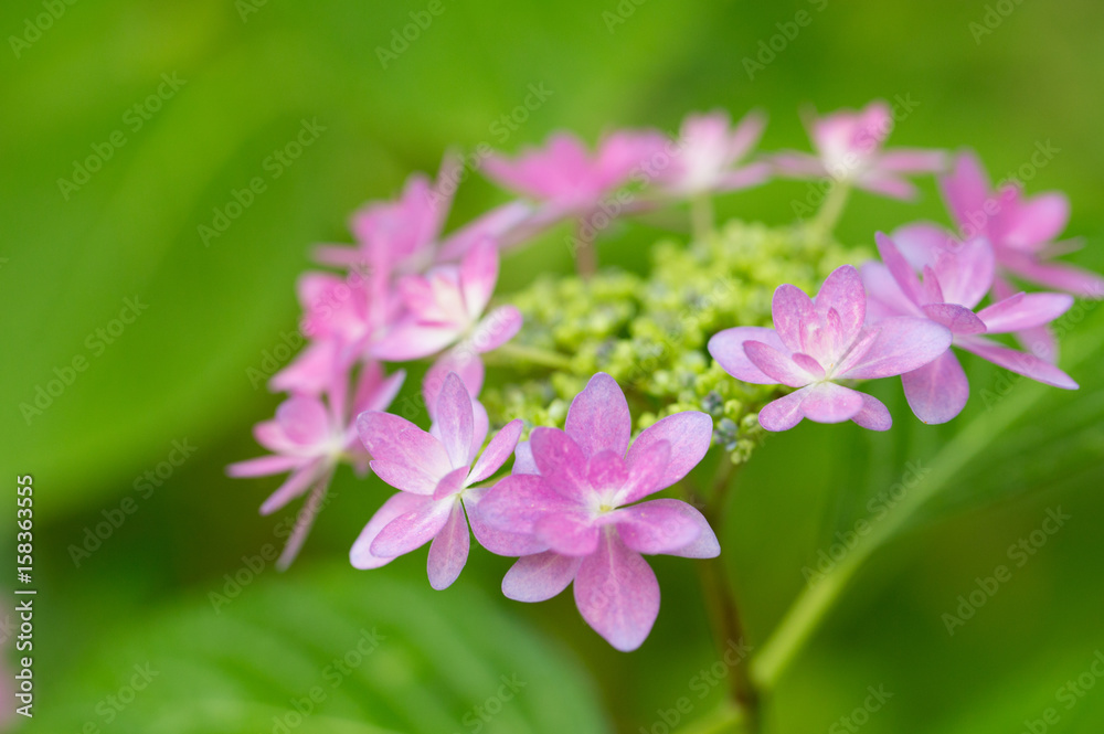 Pink hydrangeas close up. With copy space and bokeh feel
