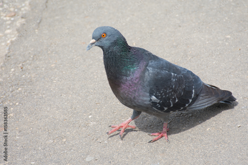 urban dove urban dove