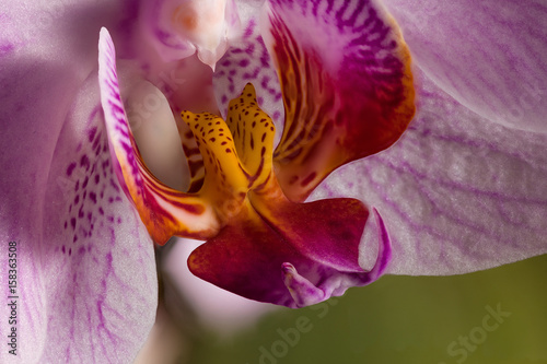Macro Of An Orchid Blossom