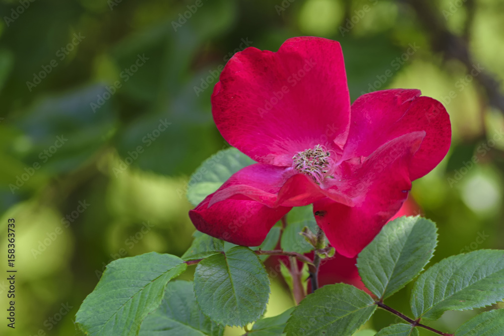 Bright red rose petals and green leaves.