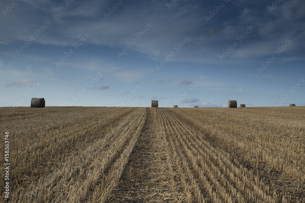 Fototapeta premium Haybales on a field