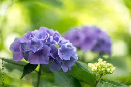 Purple hydrangeas close up  