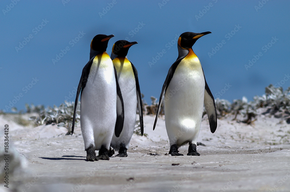 Fototapeta premium Königspinguine in den Dünen der Ostinsel der Falklands 