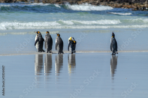 K  nigspinguine am Strand der Ostinsel der Falklands