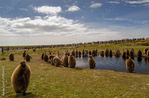 IDer Pool der jungen Königspinguine auf der Ostinsel der Falklands photo