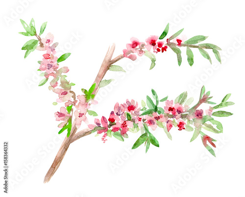 illustration of almond blossom flowering twig. watercolor painting © Aloksa